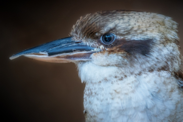 Bunji, Laughing  kookaburra