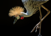 Frazier, Grey crowned crane