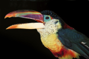 JJ, Curl-crested aracari