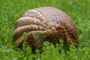 Lucille Ball, Three-banded armadillo