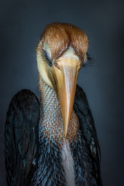 Kokomo, Papuan hornbill