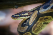 Squeeze, Ball python