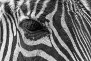 Zipper, Grant's zebra