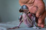 Laughing kookaburra
