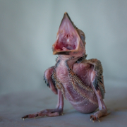 Laughing kookaburra