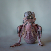 Laughing kookaburra