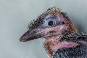Laughing kookaburra
