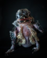 Laughing kookaburra