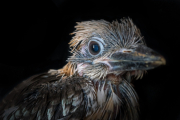 Laughing kookaburra