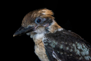 Laughing kookaburra