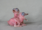 Laughing kookaburras
