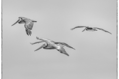 1_LMarun.brown-pelican-trio.mono_