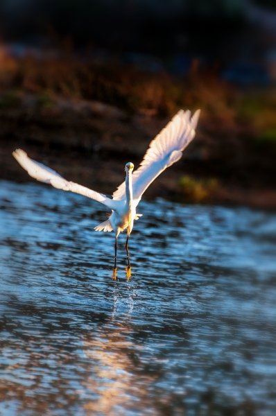 Snowy Egret-5