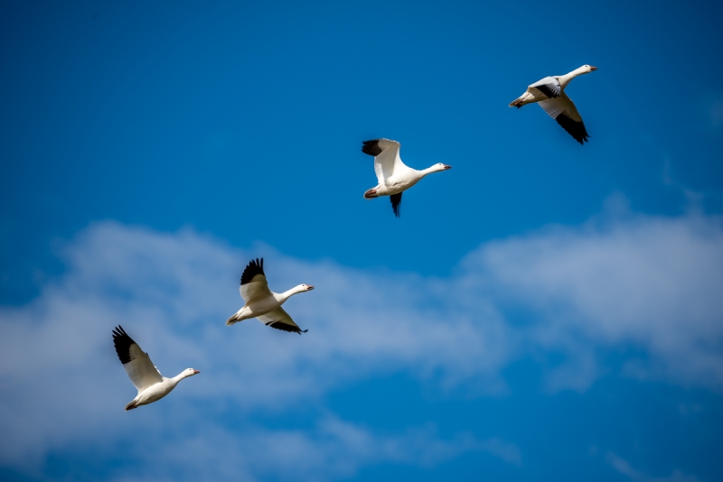 Snow Geese in Line