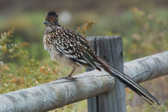 072021.roadrunner