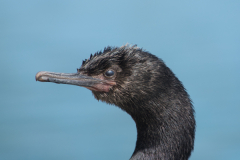 072021.pelagic cormorant