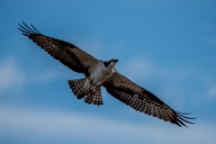 LMarun.Osprey-in-Flight