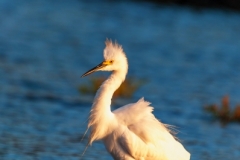 Snowy Egret-2