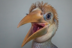 Papuan hornbill