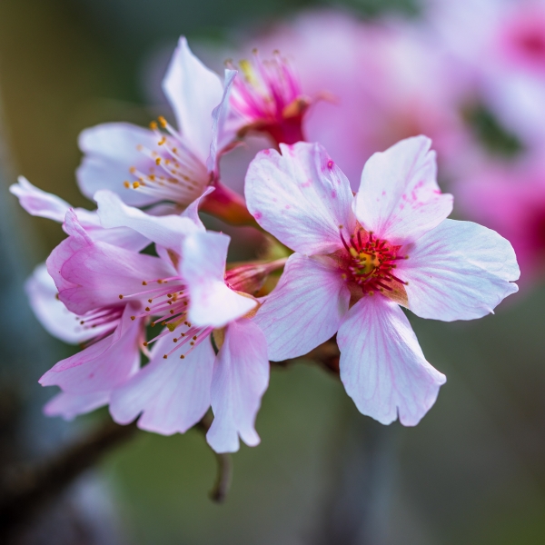 JFG-6 Cherry Blossoms