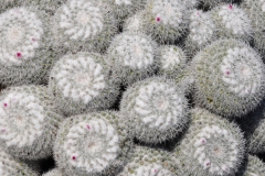 Mammillaria geminispina 4