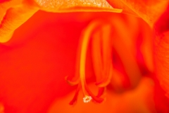 Orange Flower Detail-3