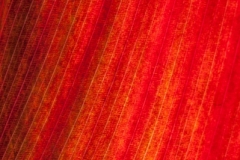 Ribbed Orange Leaf Detail