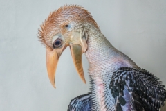 Papuan hornbill