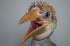 Papuan hornbill