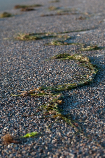 Del Mar-Seaweed on Sand
