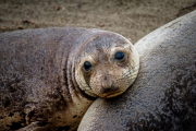 Elephant Seal Adolescent 2