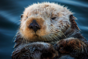Grumpy Sea Otter