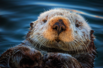 Lounging Sea Otter