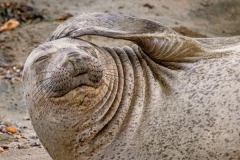 Elephant Seal Head Scratch