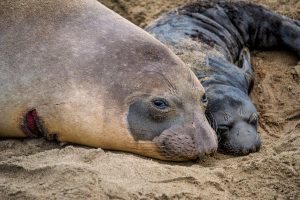 This determined northern elephant seal mother gave birth less than two hours earlier after having recently survived a shark attack. © 2018 Lisa Marun
