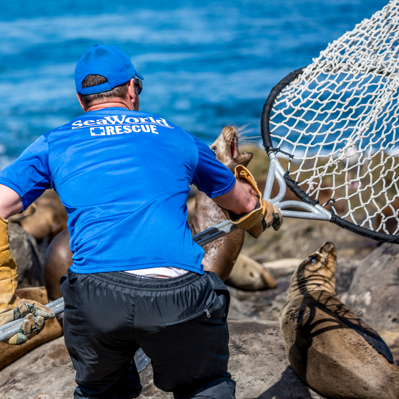 SeaWorld Rescue