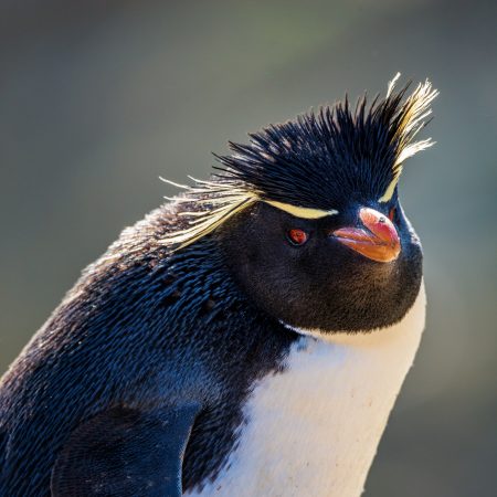 Rockhopper penguin posing on New Island. © Lisa Marun