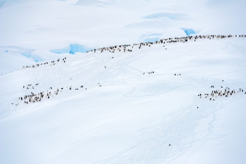 Gentoo Village: Amidst the vast expanses of ice and water in Antarctica, life abounds, as seen with this community of gentoo penguins at Neko Harbour. © Lisa Marun