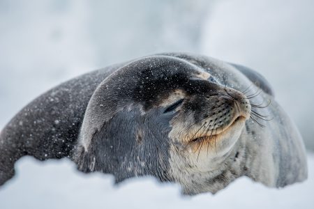 The effects of climate change on Weddell seals' habitat in Antarctica may make them particularly vulnerable. © Lisa Marun