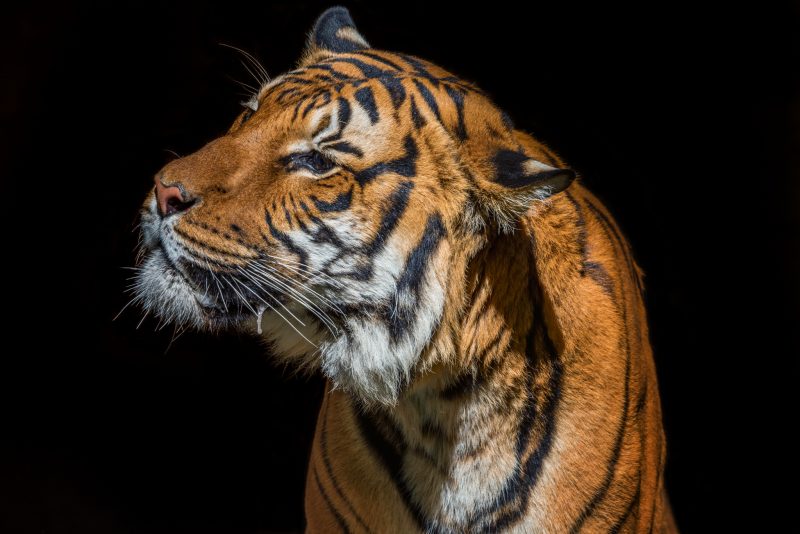 Malayan tigers (Panthera tigris jacksoni) are Critically Endangered. © Lisa Marun