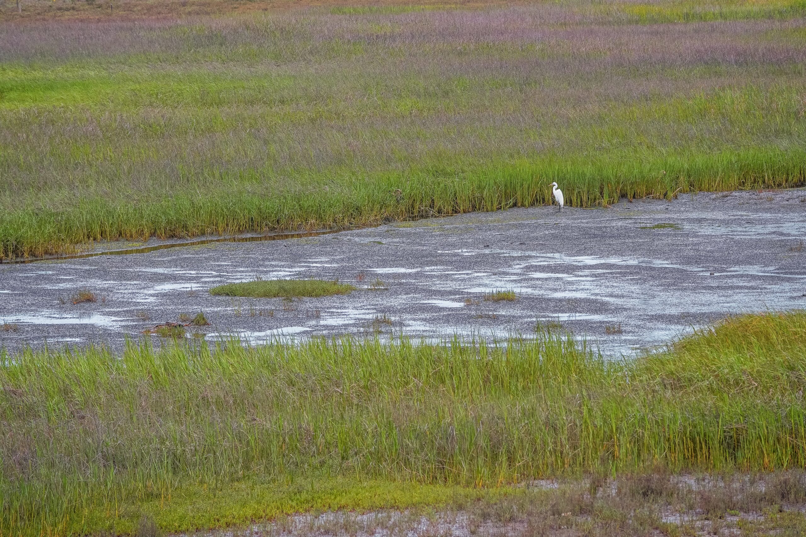 Wetlands with egret